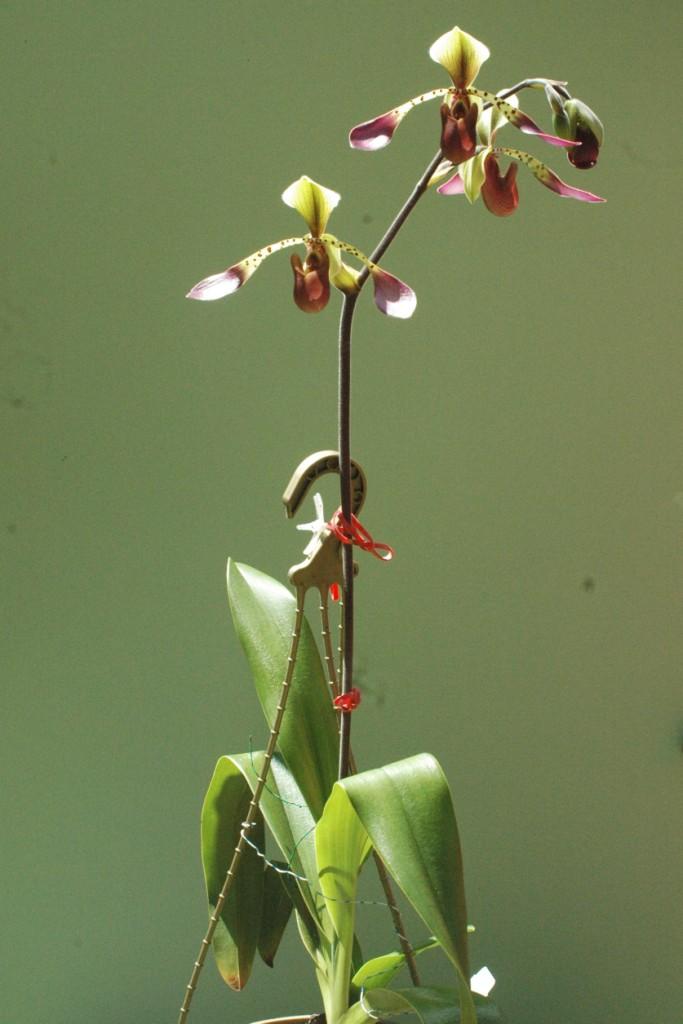 Paphiopedilum lowii var. lynniae - photo 2