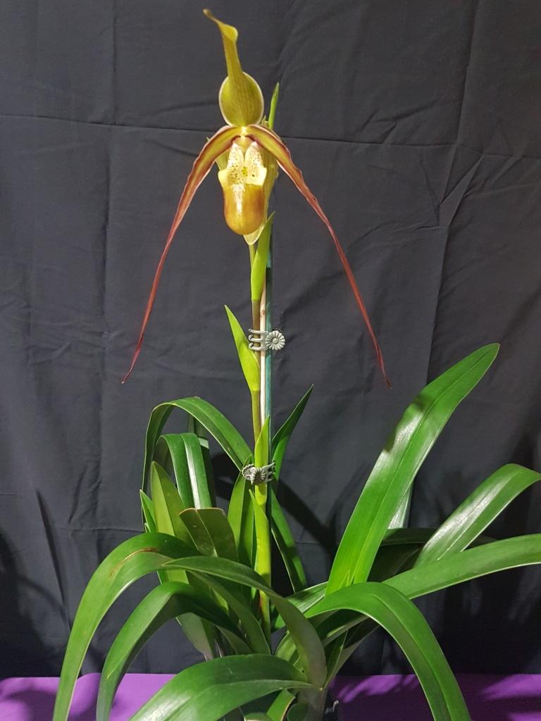 Phragmipedium Mont Fallu - photo 2
