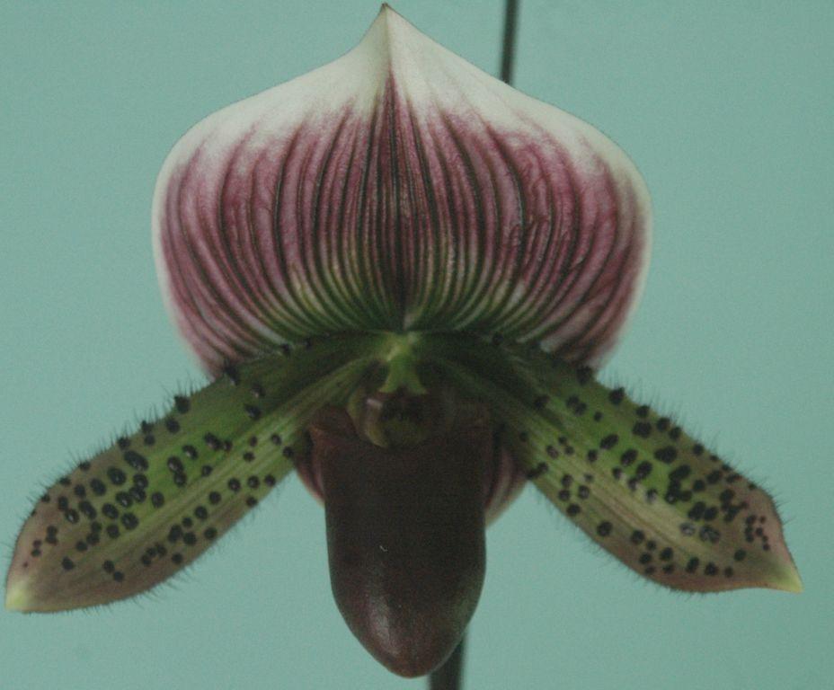 Paph Doya Atian Mirage