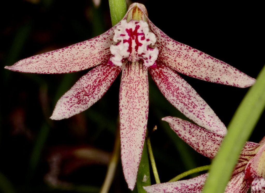 Den Australian Freckles