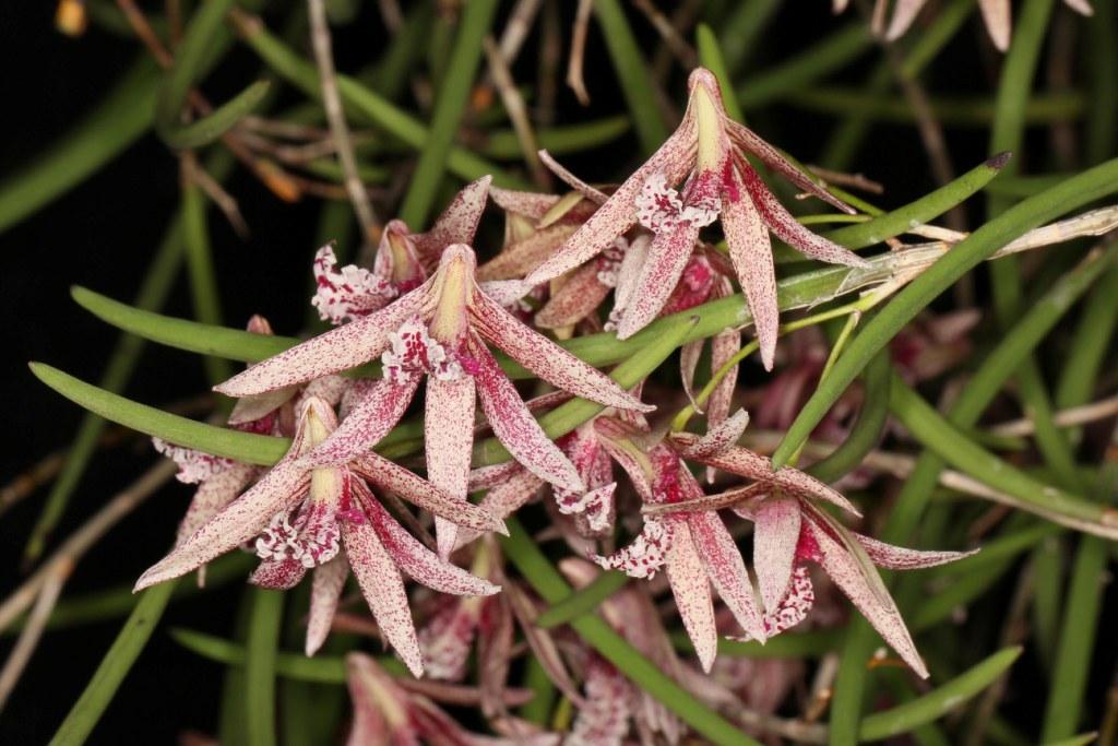 Dendrobium Australian Freckles - photo 2