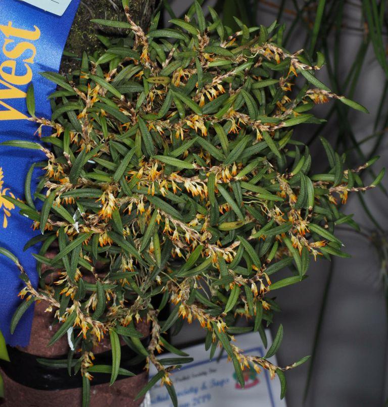 Bulbophyllum gadgarrense