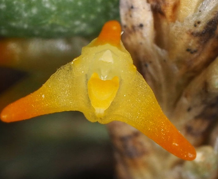 Bulbophyllum gadgarrense - photo 2