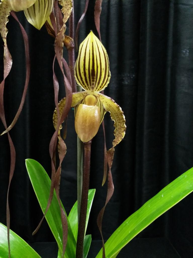Paph Angel Hair