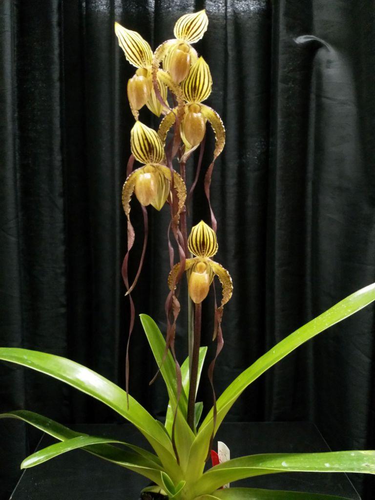 Paphiopedilum Angel Hair - photo 2