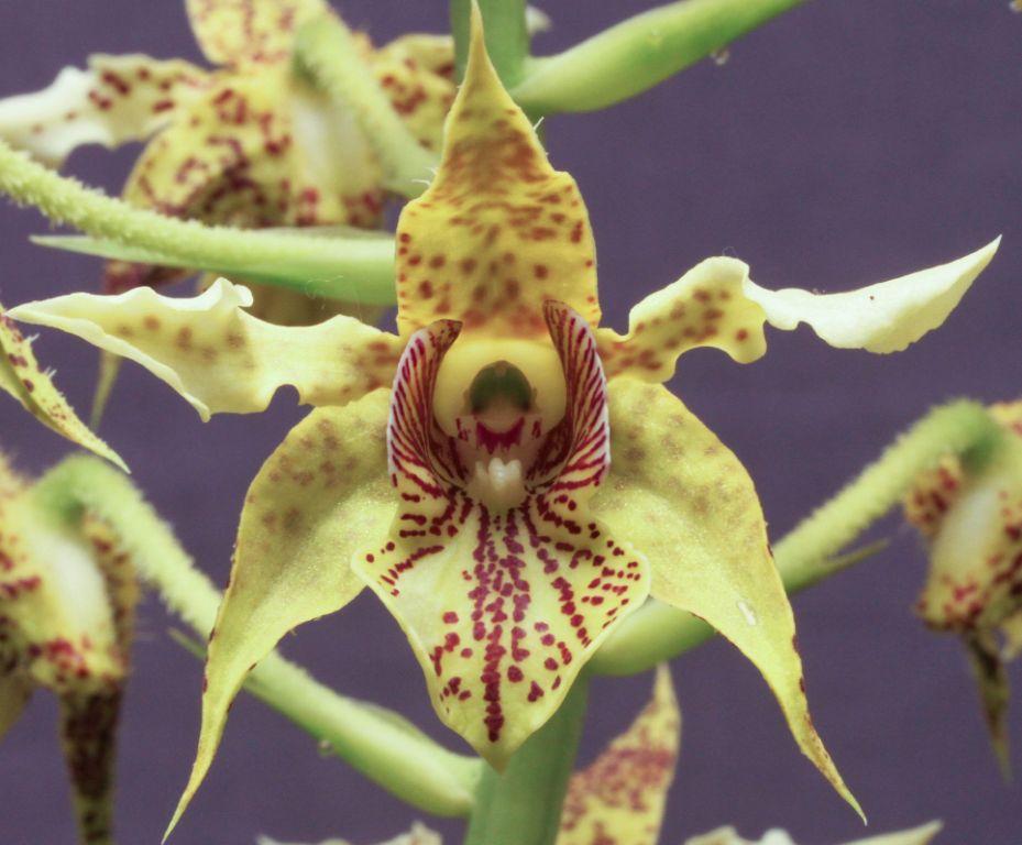 Den Memoria Ellwyn Gleadhill