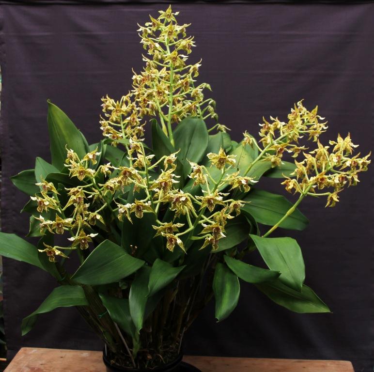 Dendrobium Memoria Ellwyn Gleadhill - photo 2