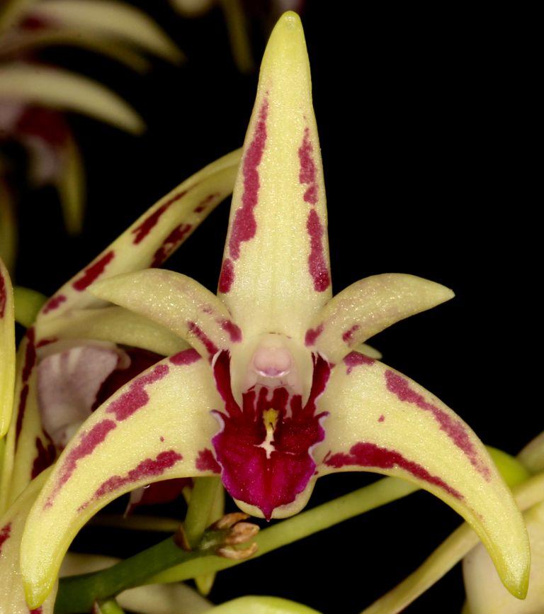 Dendrobium Jesmond Star