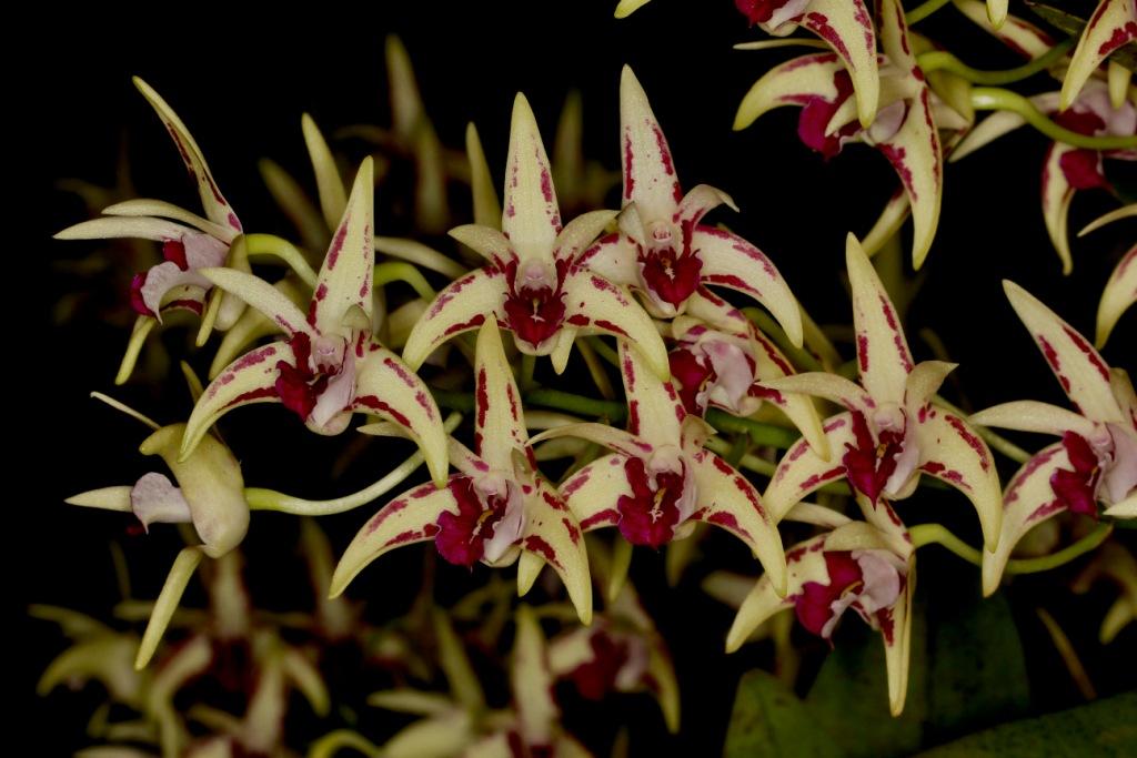 Dendrobium Jesmond Star - photo 2