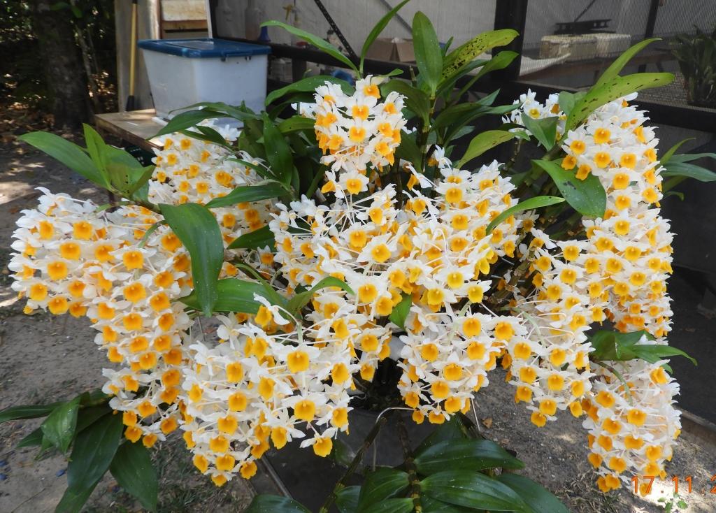 Dendrobium thyrsiflorum var. thyrsiflorum