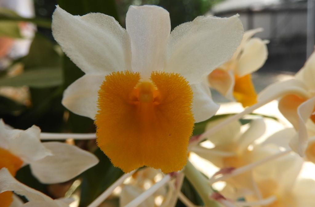 Dendrobium thyrsiflorum var. thyrsiflorum - photo 2