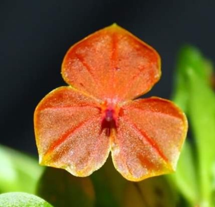 Lepanthes telipogoniflora