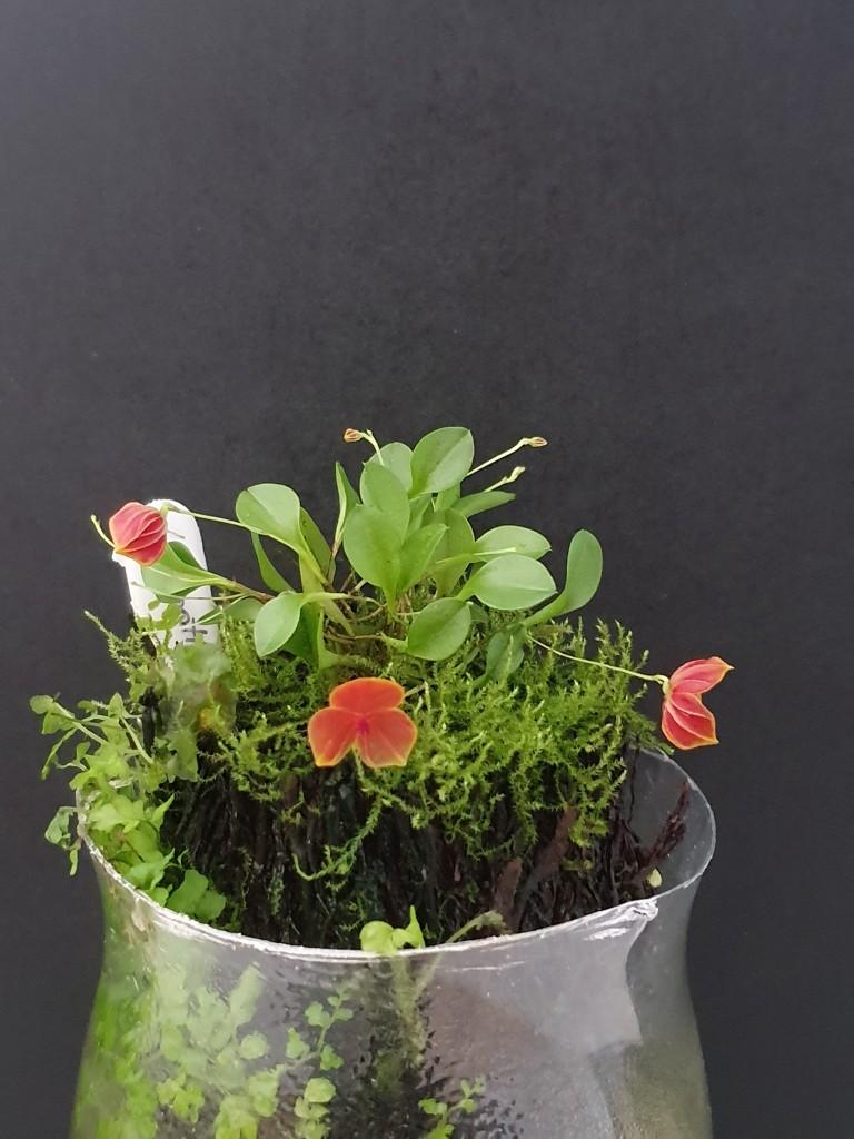 Lepanthes telipogoniflora - photo 2