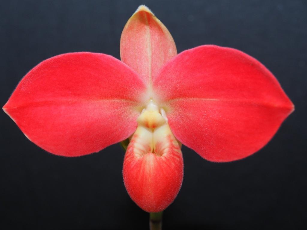 Phrag Fritz Schomburg