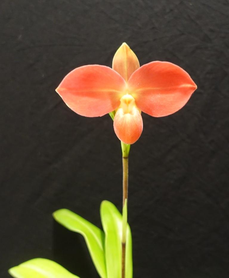 Phragmipedium Fritz Schomburg - photo 2
