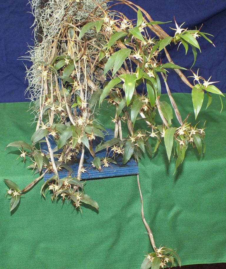 Dendrobium tetragonum subsp. tetragonum