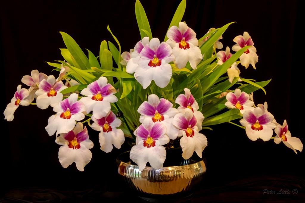 Mps Arthur Cobbledick