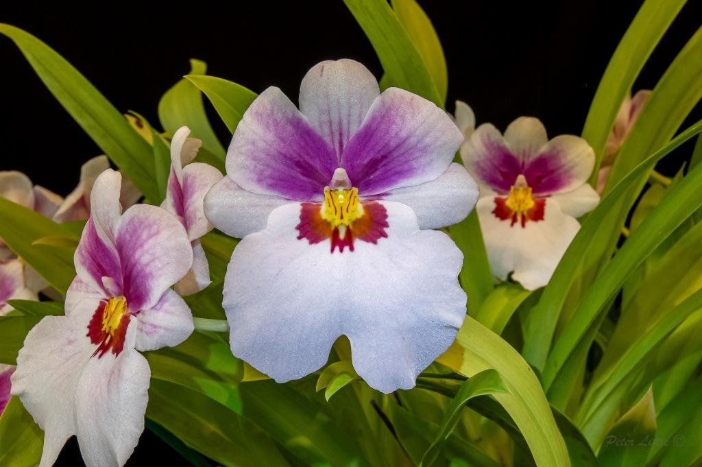 Miltoniopsis Arthur Cobbledick - photo 2