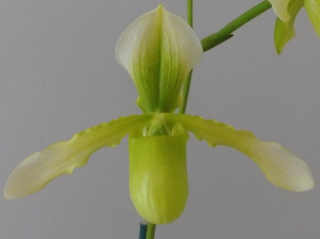 Paph Henrietta Fujiwara