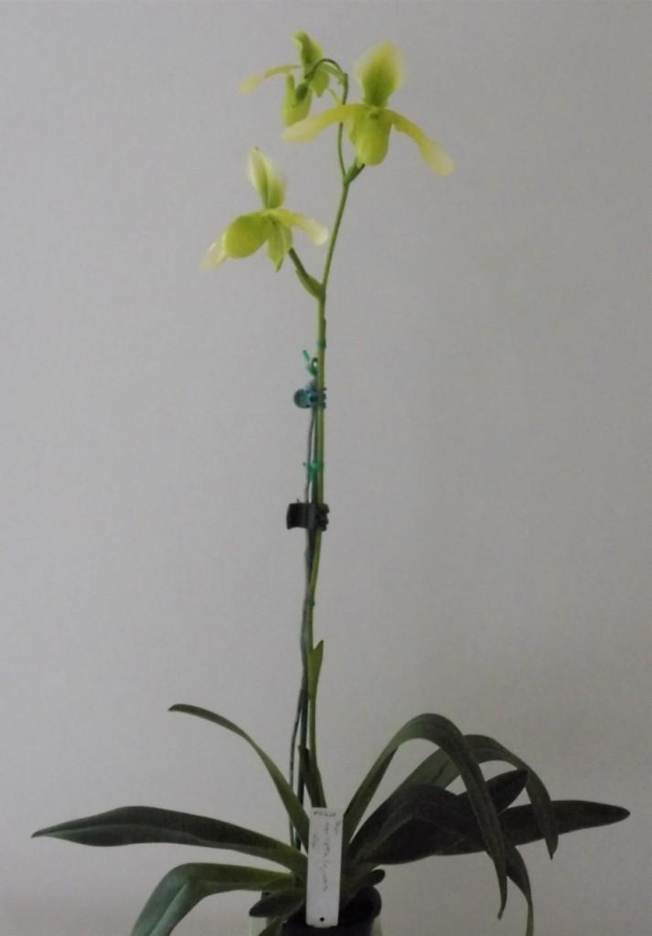 Paphiopedilum Henrietta Fujiwara - photo 2
