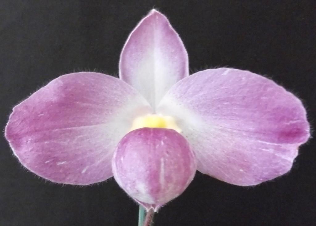 Paphiopedilum vietnamense