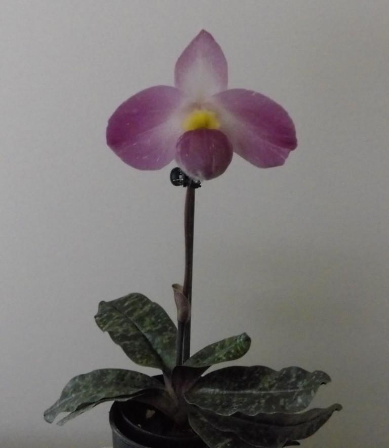 Paphiopedilum vietnamense - photo 2