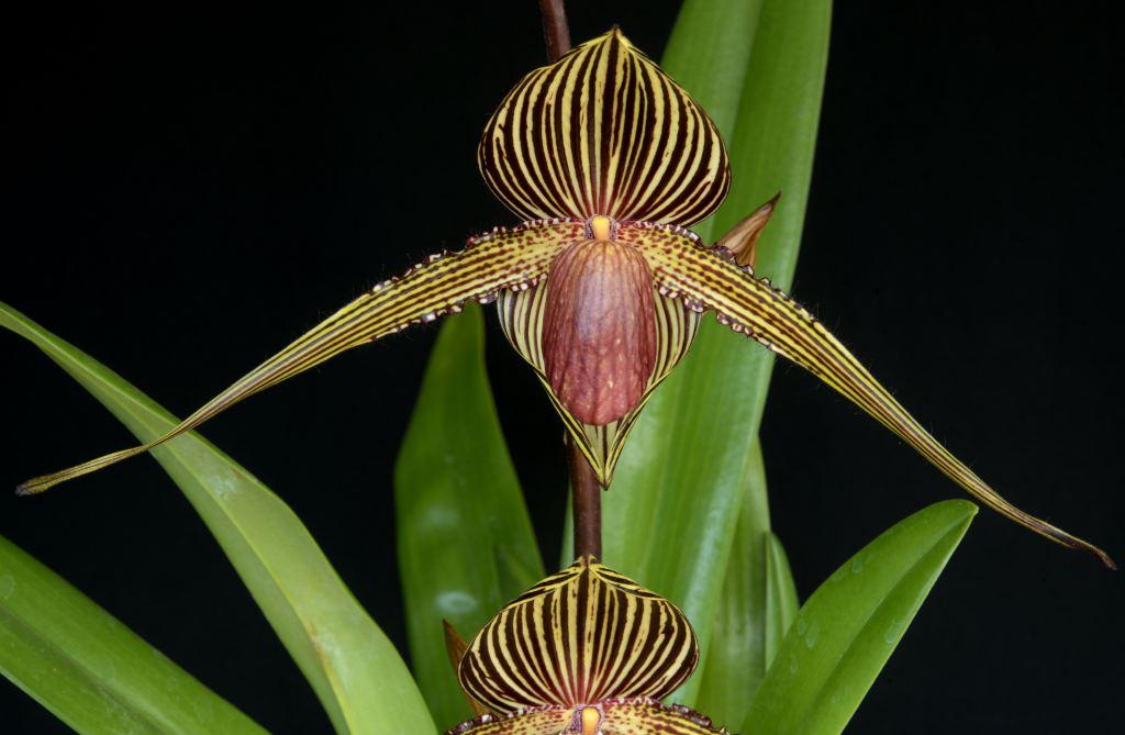 Paphiopedilum rothschildianum