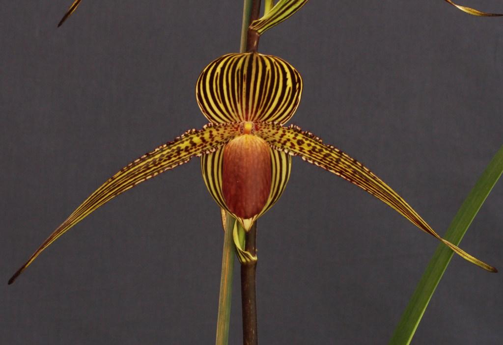 Paphiopedilum rothschildianum