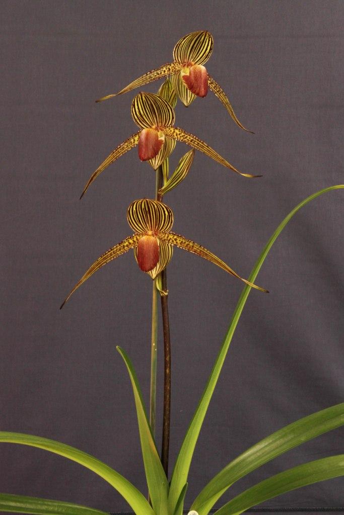 Paphiopedilum rothschildianum - photo 2