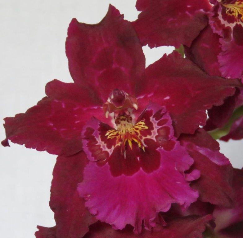 Gomestele Jerry Lawless