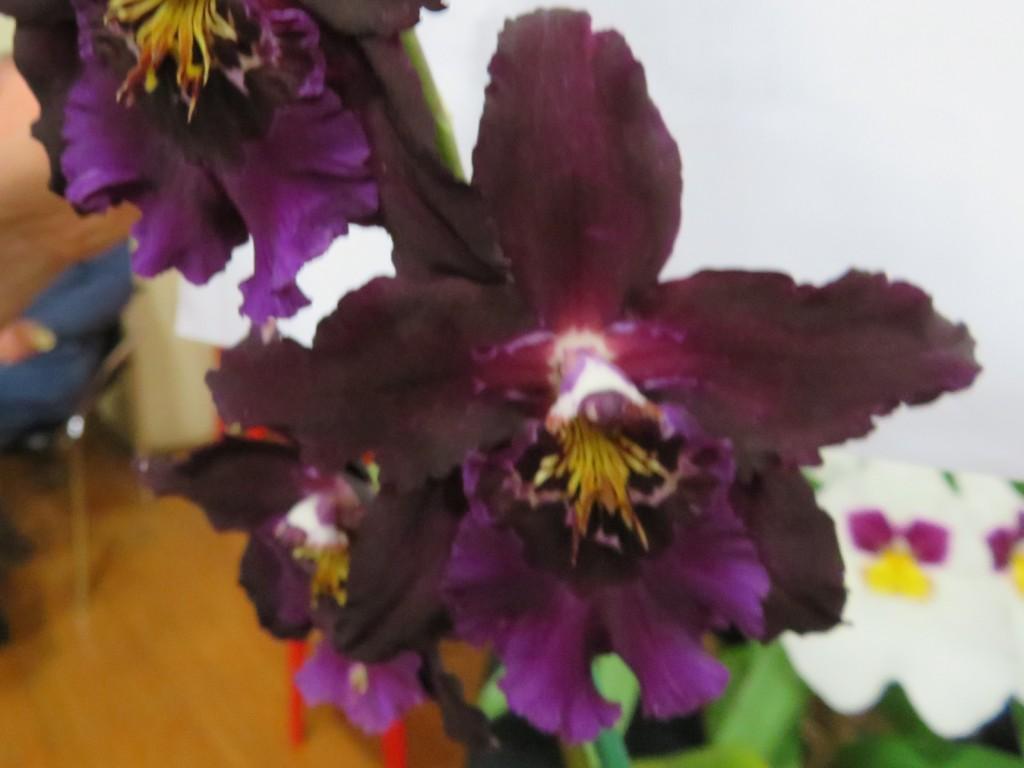 Gomestele Jerry Lawless - photo 2