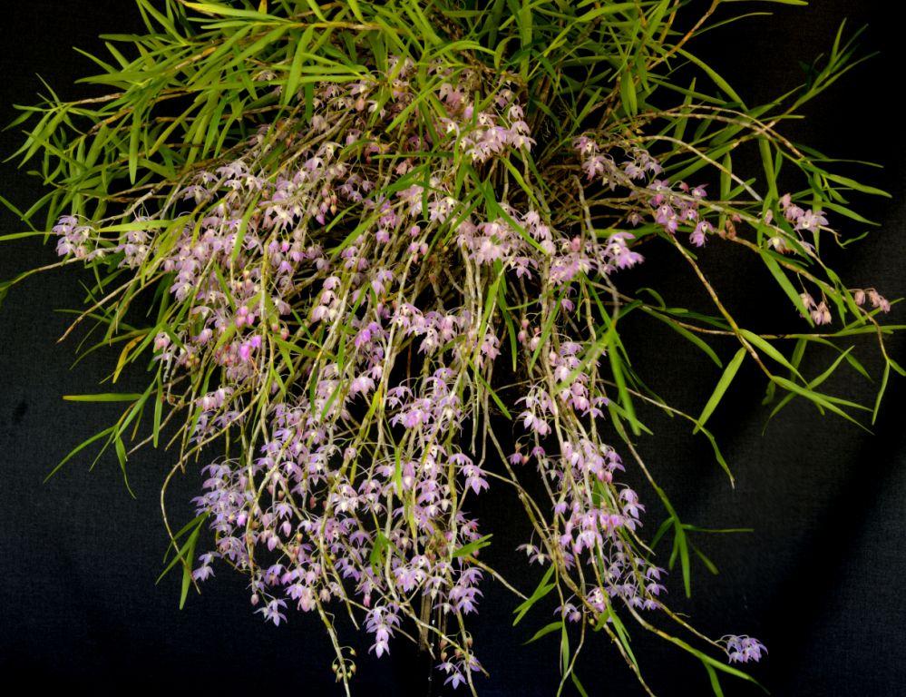 Dendrobium hercoglossum