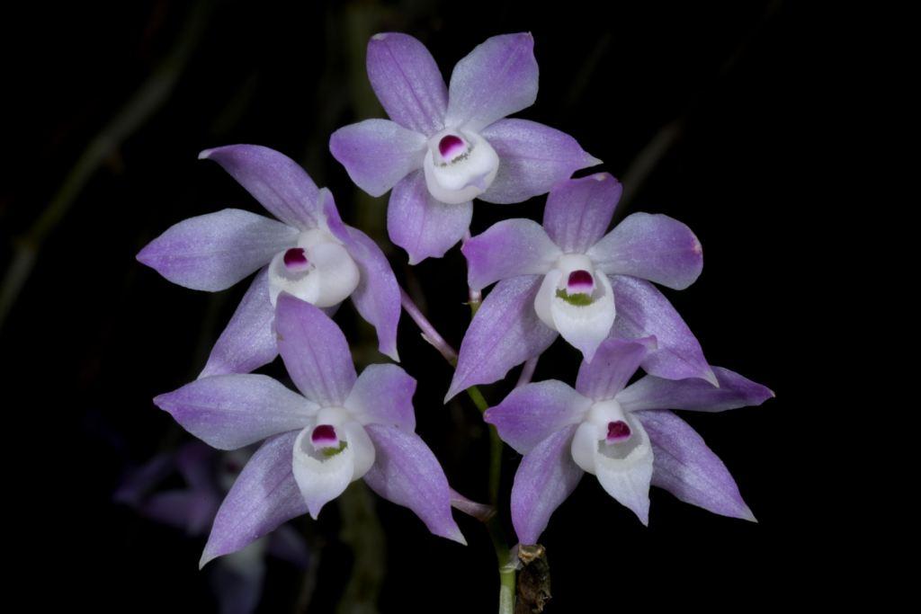 Dendrobium hercoglossum - photo 2