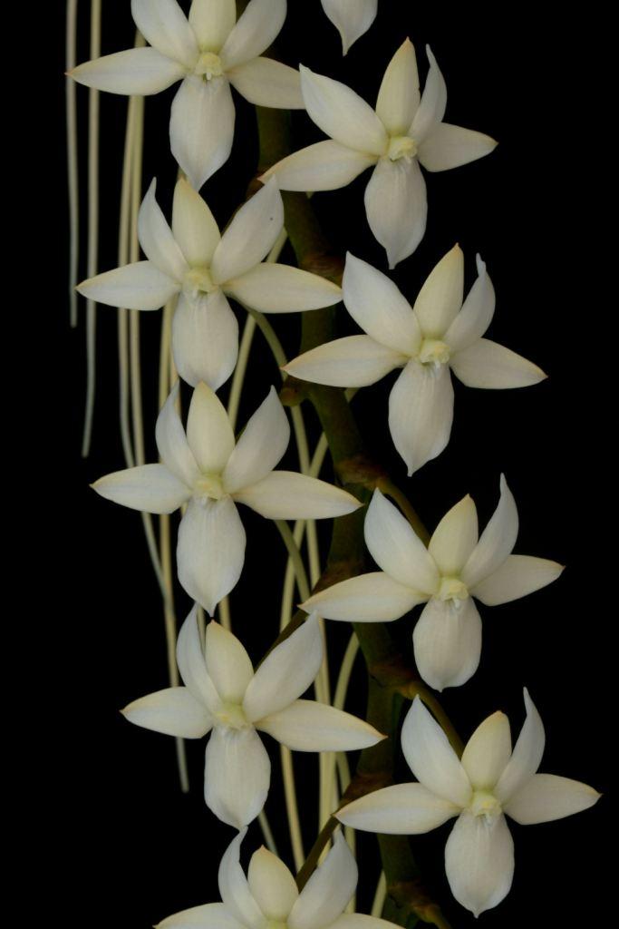 Aerangis articulata