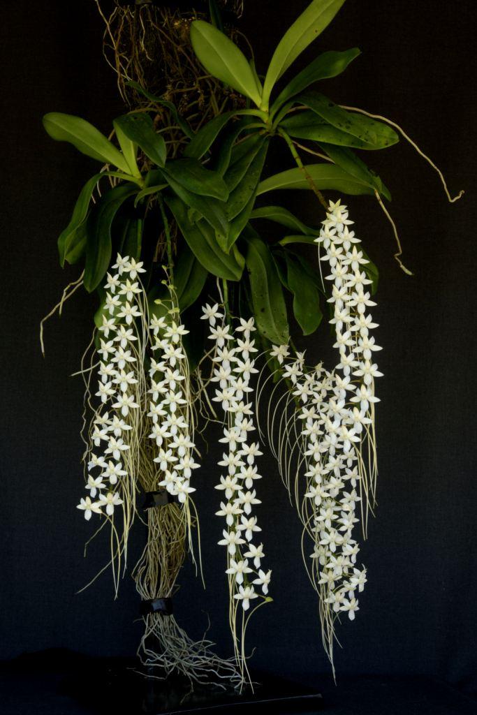 Aerangis articulata - photo 2