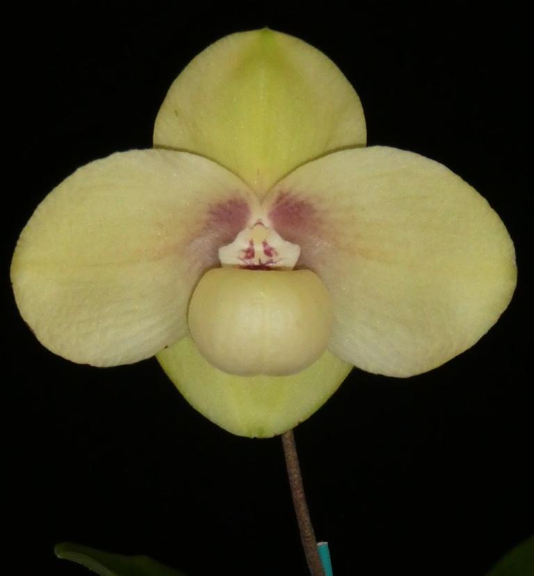 Paphiopedilum hangianum