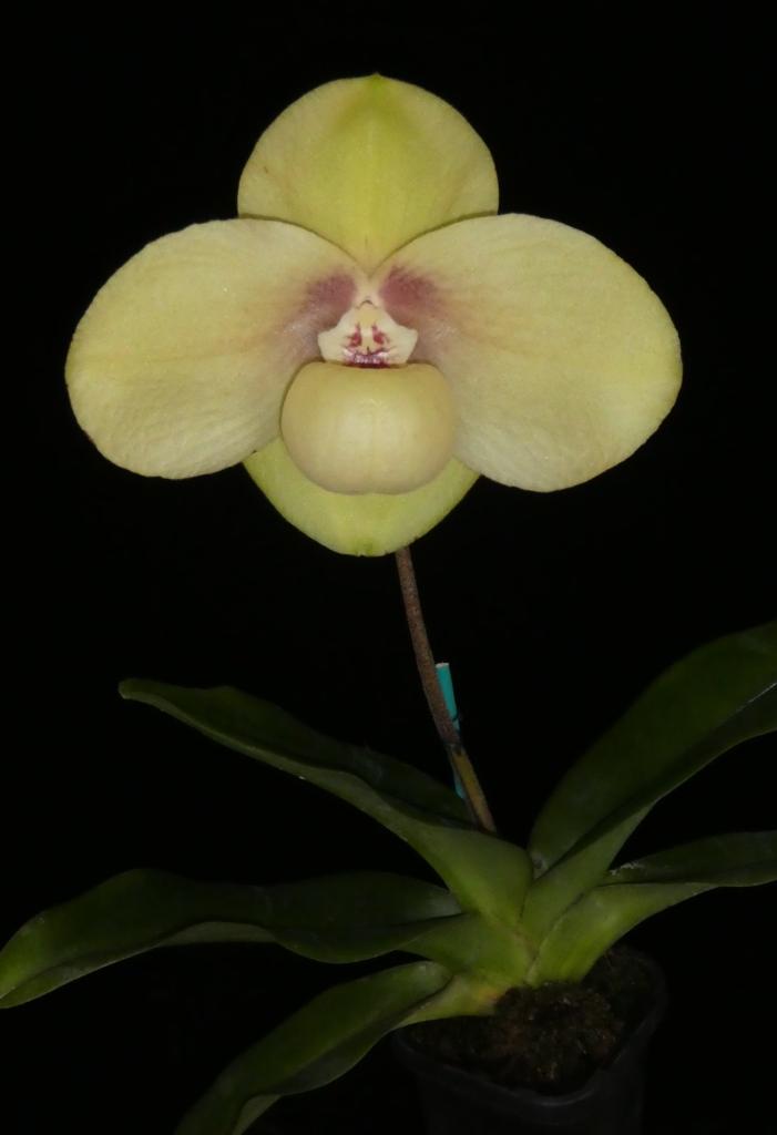 Paphiopedilum hangianum - photo 2
