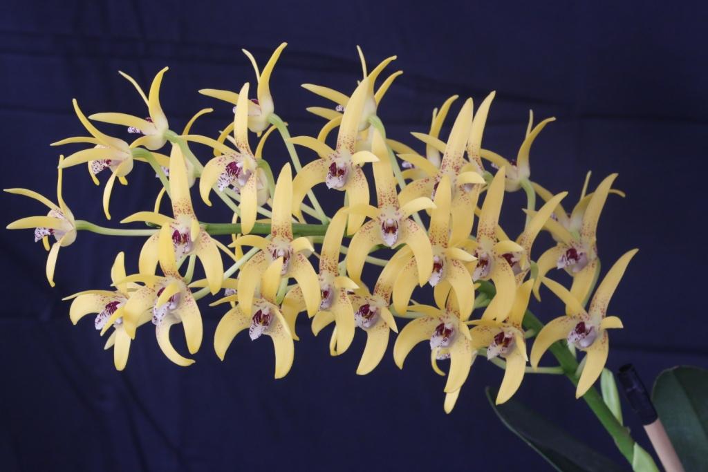 Dendrobium Cosmic Gold - photo 2