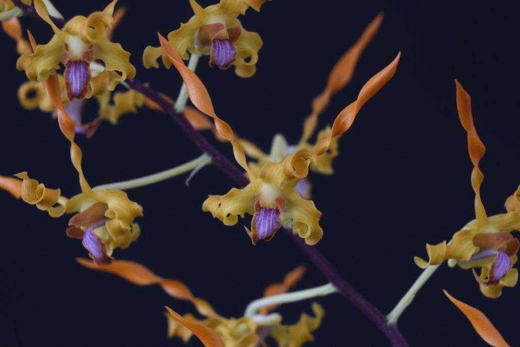 Dendrobium tangerinum