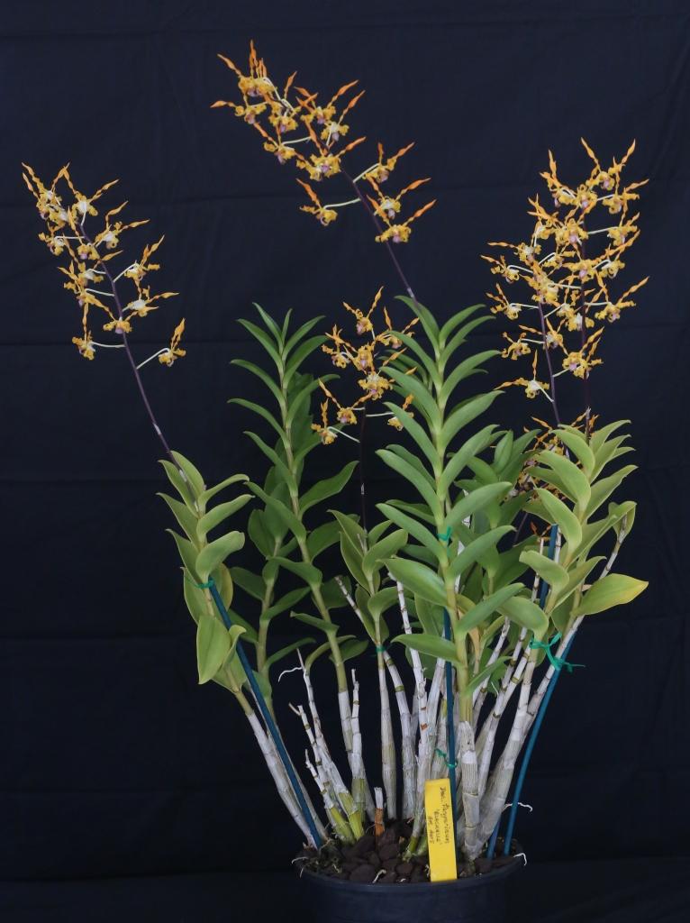 Dendrobium tangerinum - photo 2