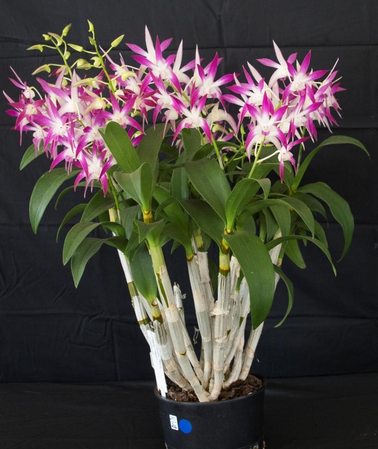 Dendrobium Sarah Jane - photo 2