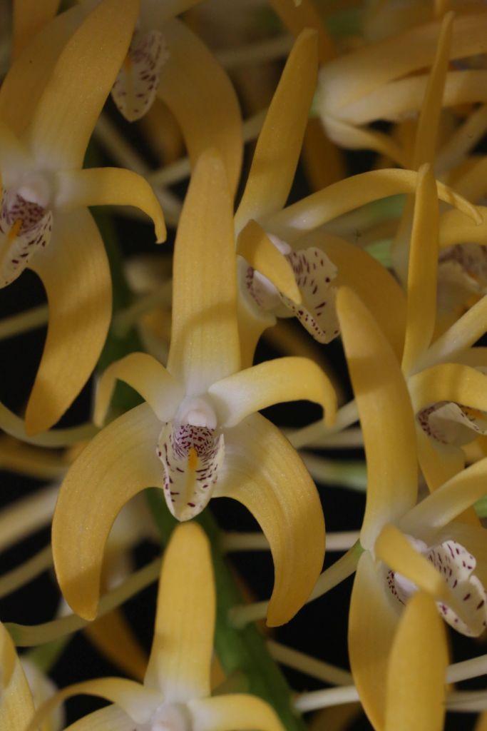 Dendrobium speciosum