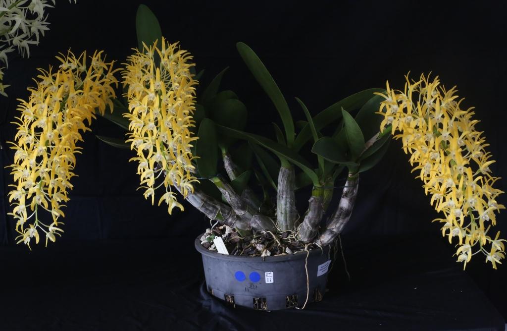 Dendrobium speciosum var. boreale - photo 2