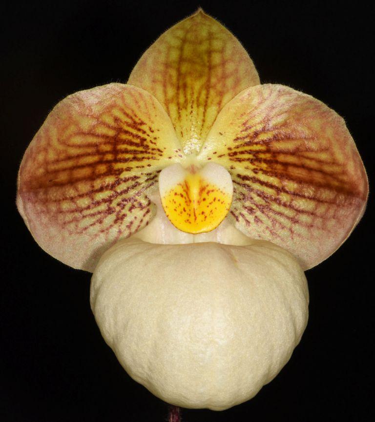 Paph Fumi's Delight