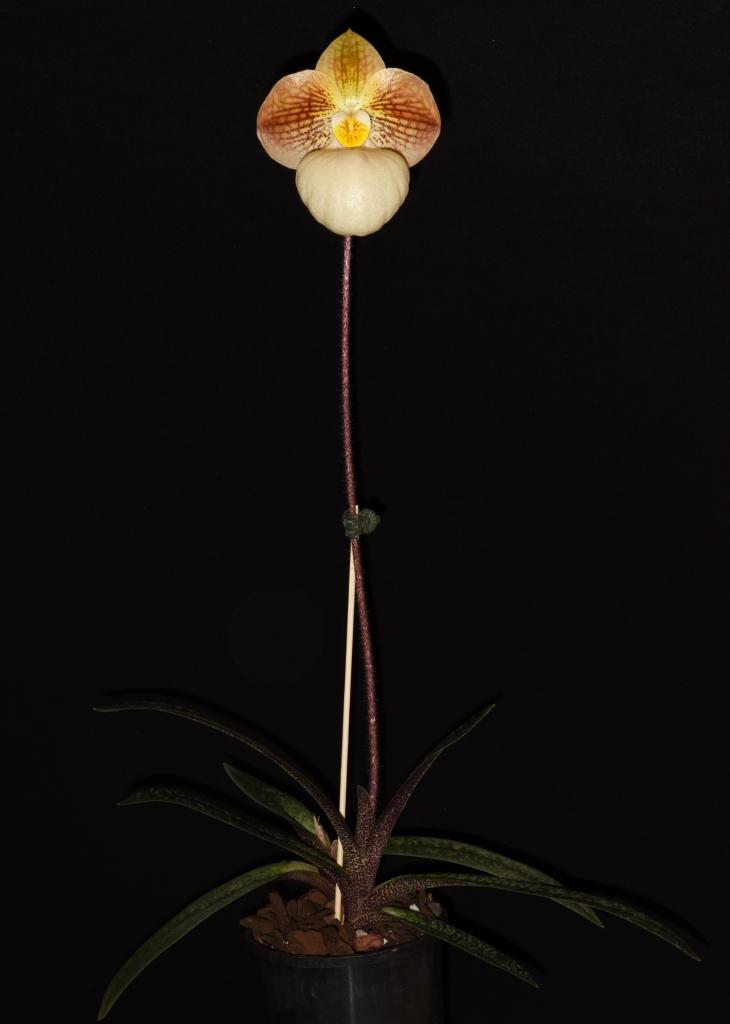 Paphiopedilum Fumi's Delight - photo 2