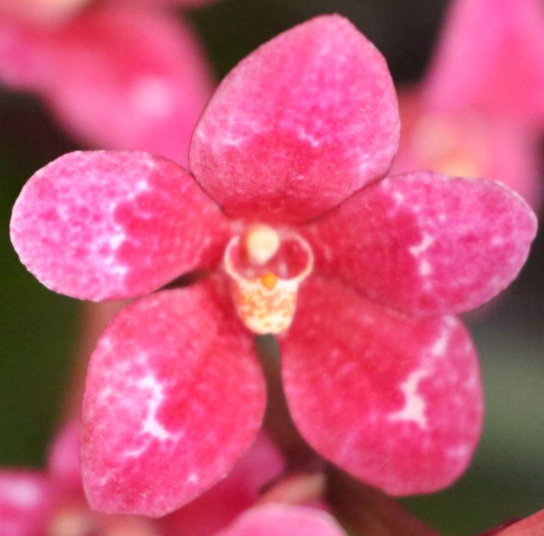 Sarco Kulnura Honeydew