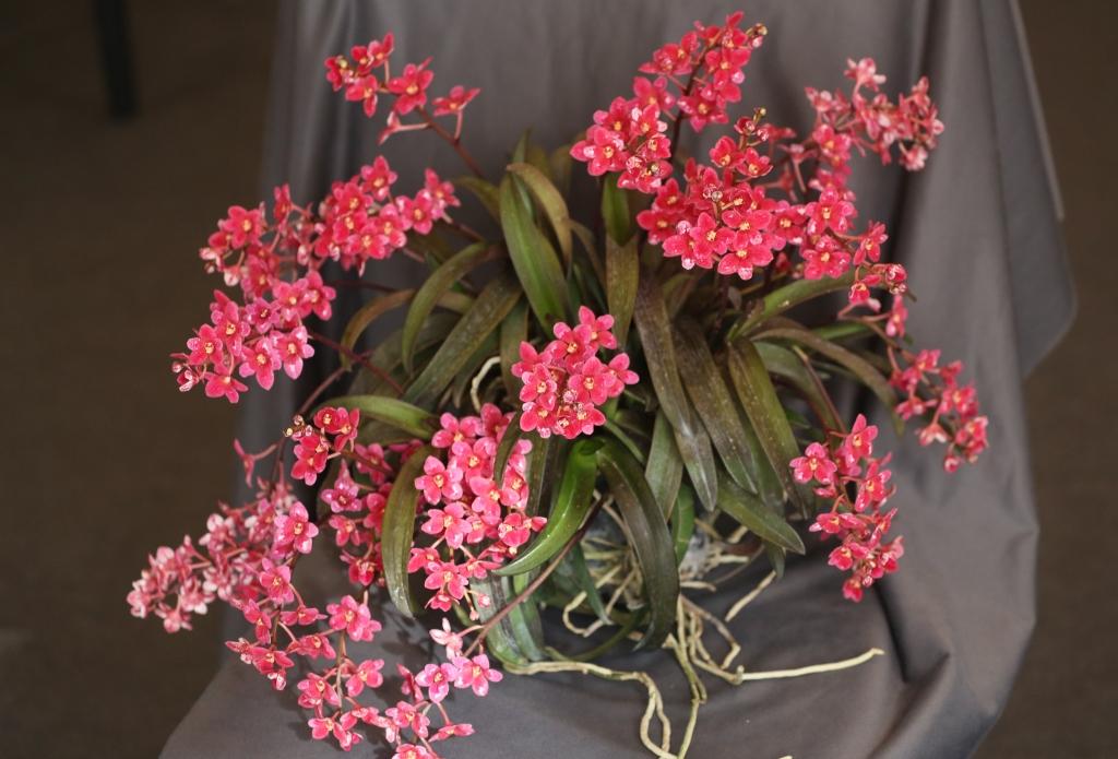 Sarcochilus Kulnura Honeydew - photo 2