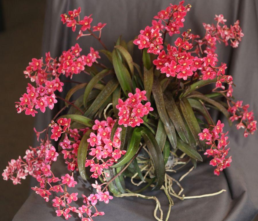 Sarco Kulnura Honeydew