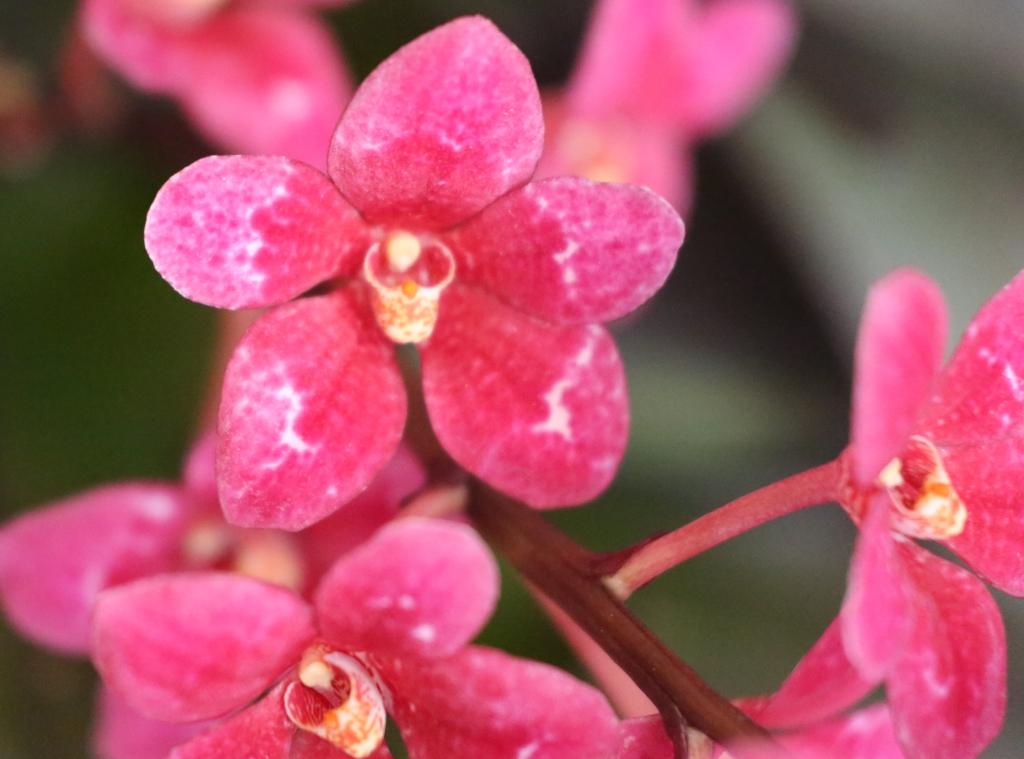 Sarcochilus Kulnura Honeydew - photo 2