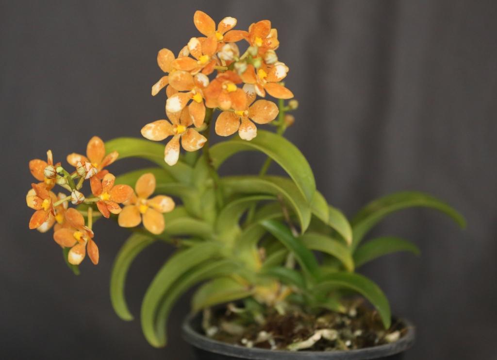 Sarcochilus Kulnura Khaleesi - photo 2